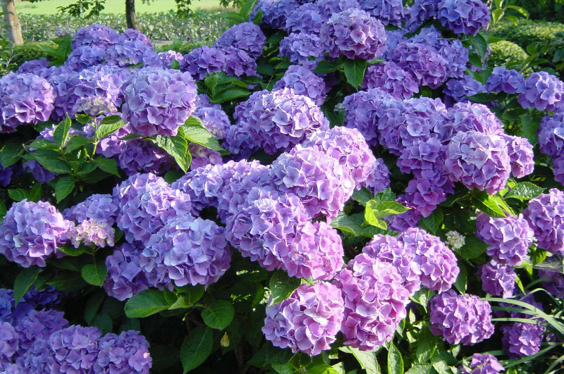 Hydrangea