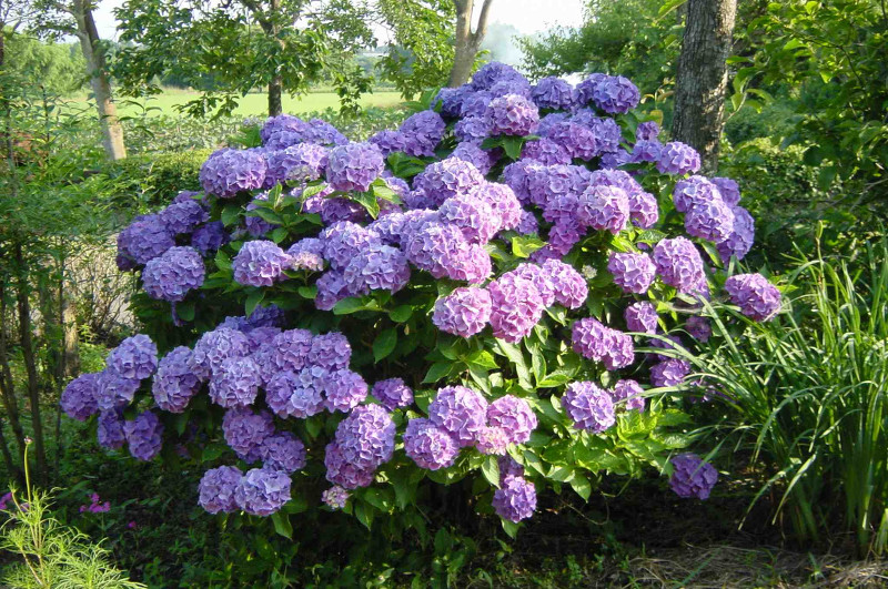 Hydrangea
