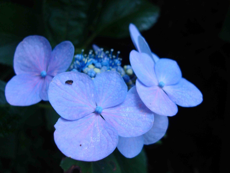 Hydrangea