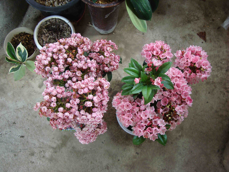 Kalmia