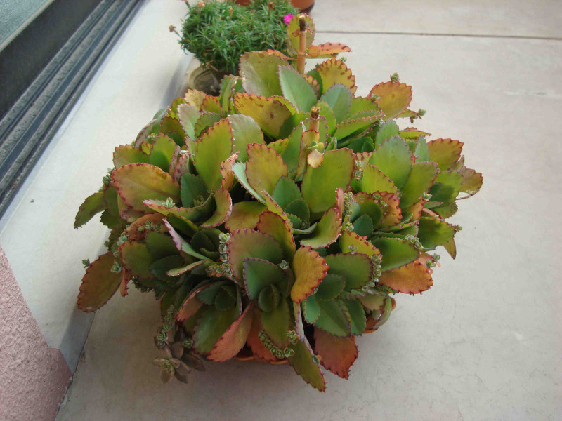 Kalanchoe
