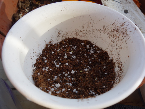 4号鉢に野菜と花の培養土