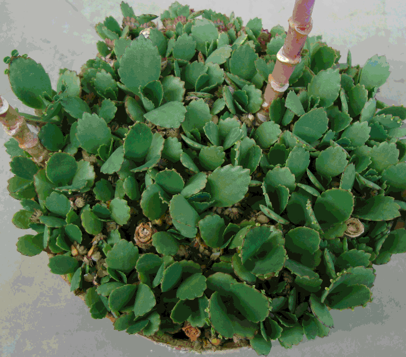 Kalanchoe