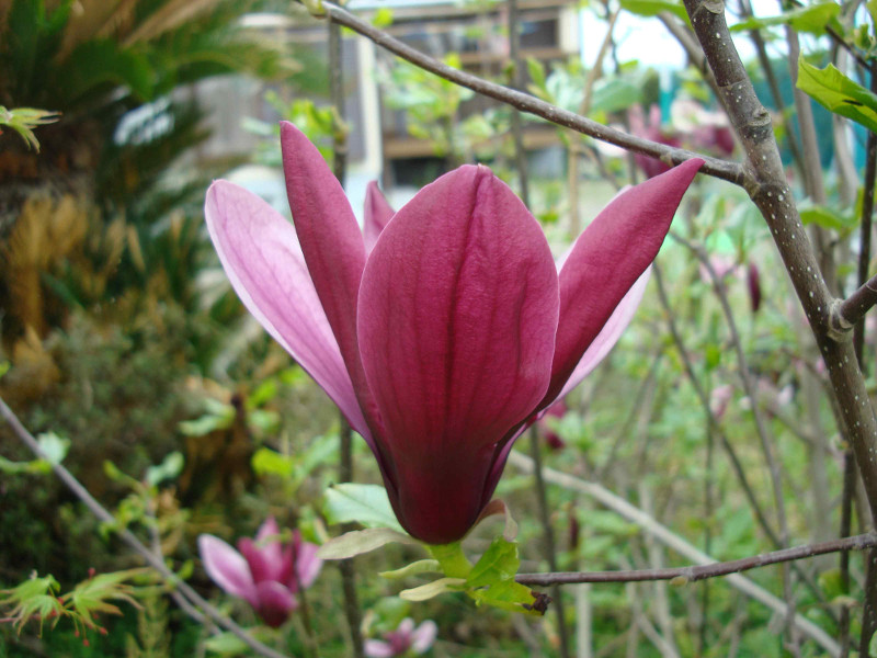 Magnolia