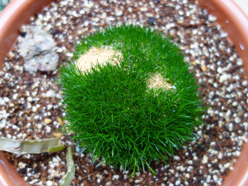 サギナ もふリッチ