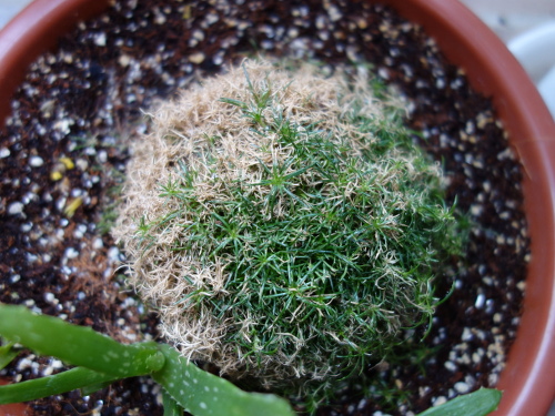 サギナ もふリッチ