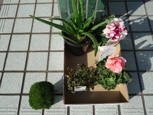 サギナ もふリッチ