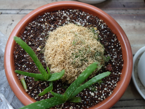 サギナ もふリッチ