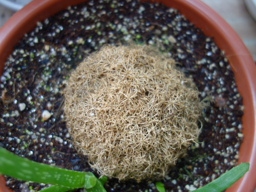 サギナ もふリッチ