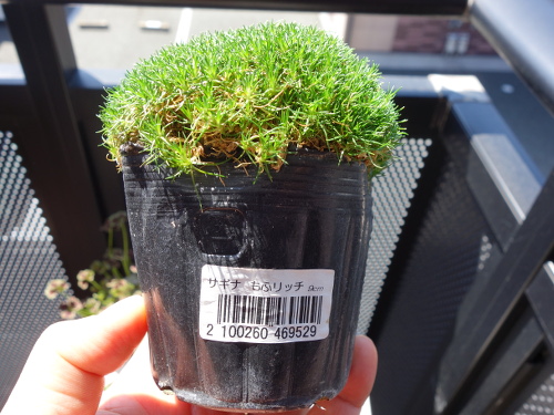 サギナ もふリッチ