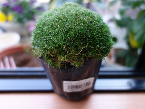 サギナ もふリッチ