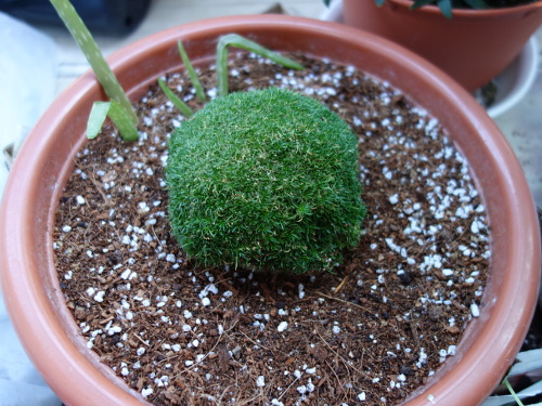 サギナ もふリッチ