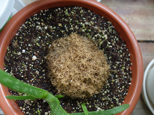 サギナ もふリッチ