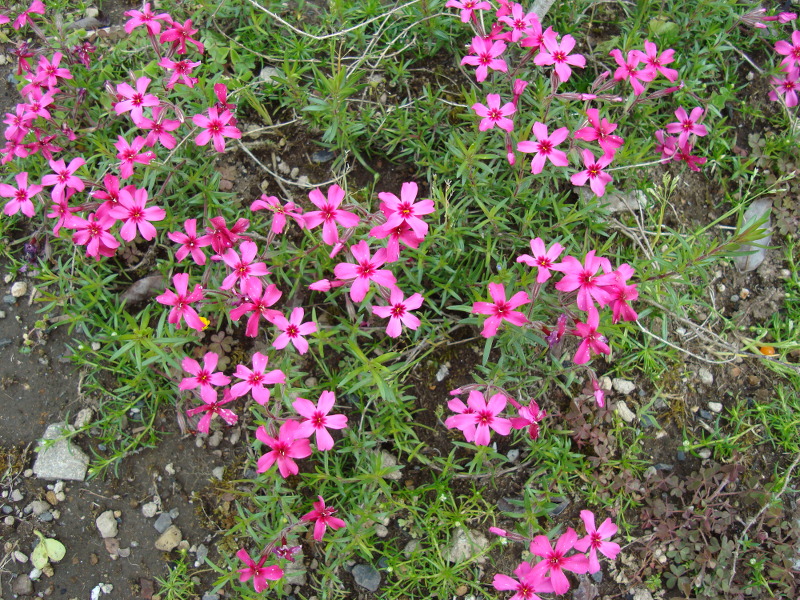 Moss Phlox