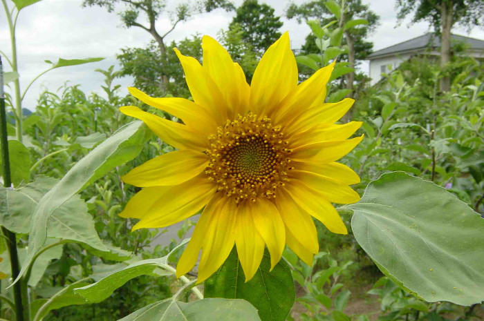 Sunflower