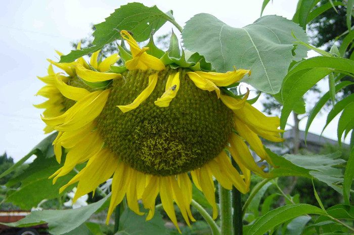 Sunflower