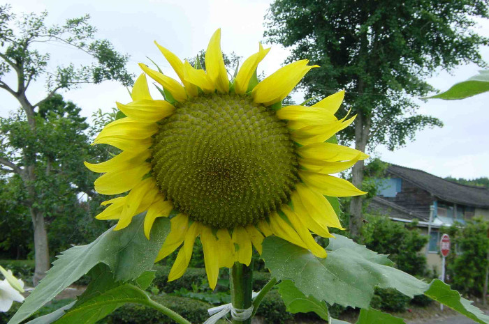 Sunflower