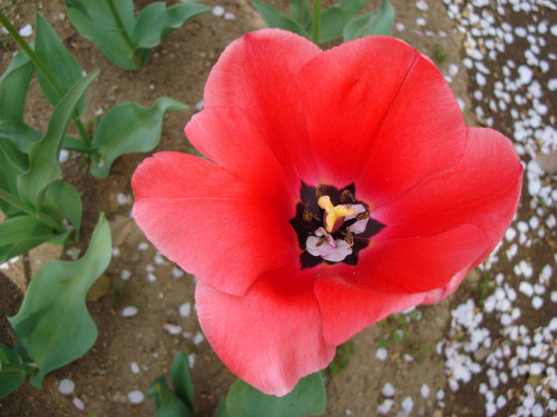 Tulip