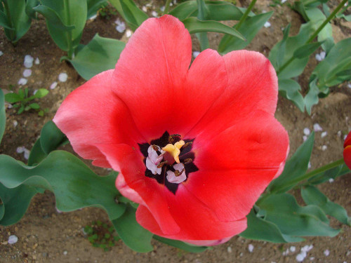 Tulip