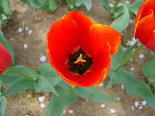 Tulip