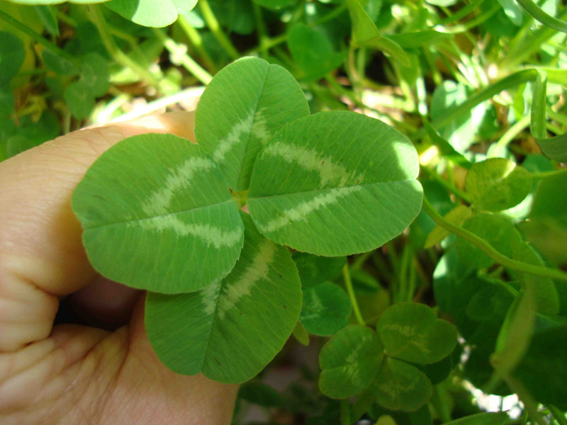 clover