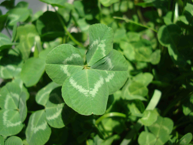 clover
