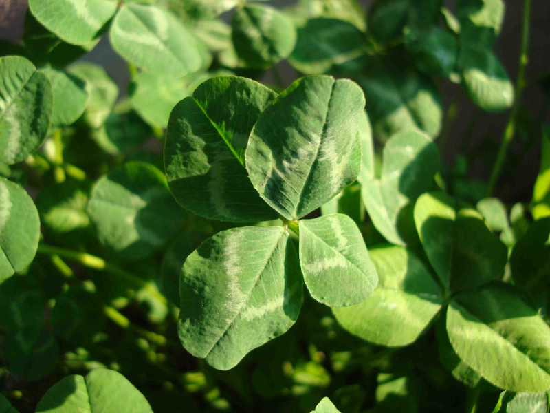 clover