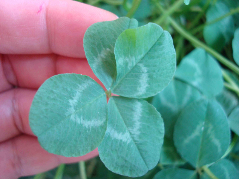 clover