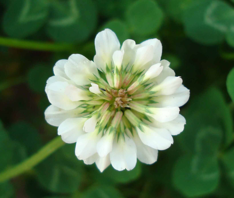 clover