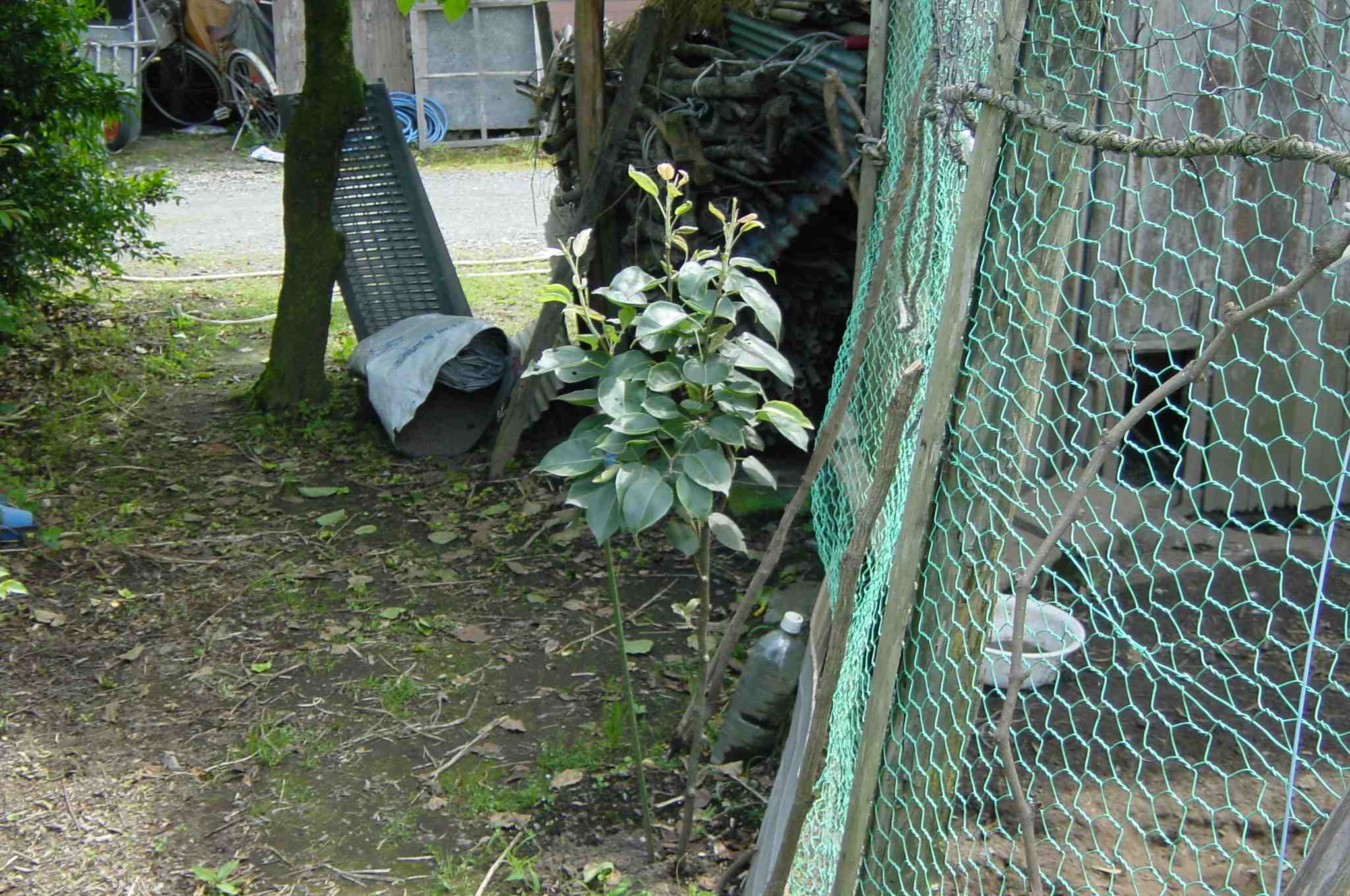 Twentieth Century Pear