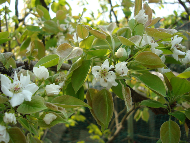 Twentieth Century Pear