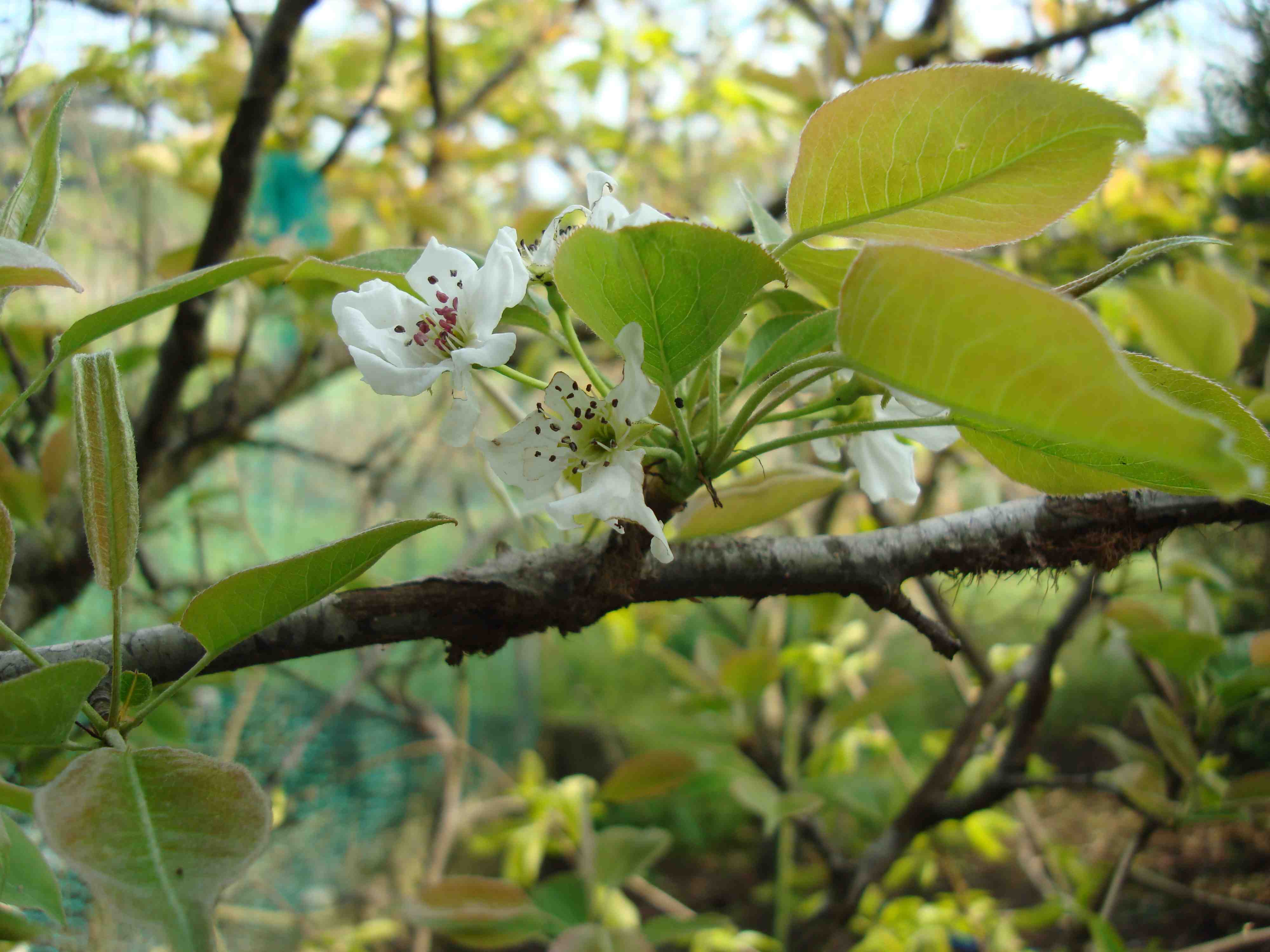 Twentieth Century Pear