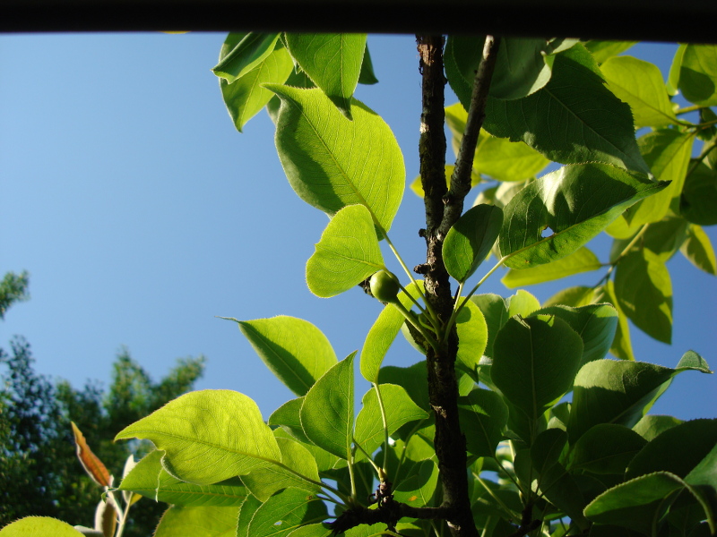 Twentieth Century Pear