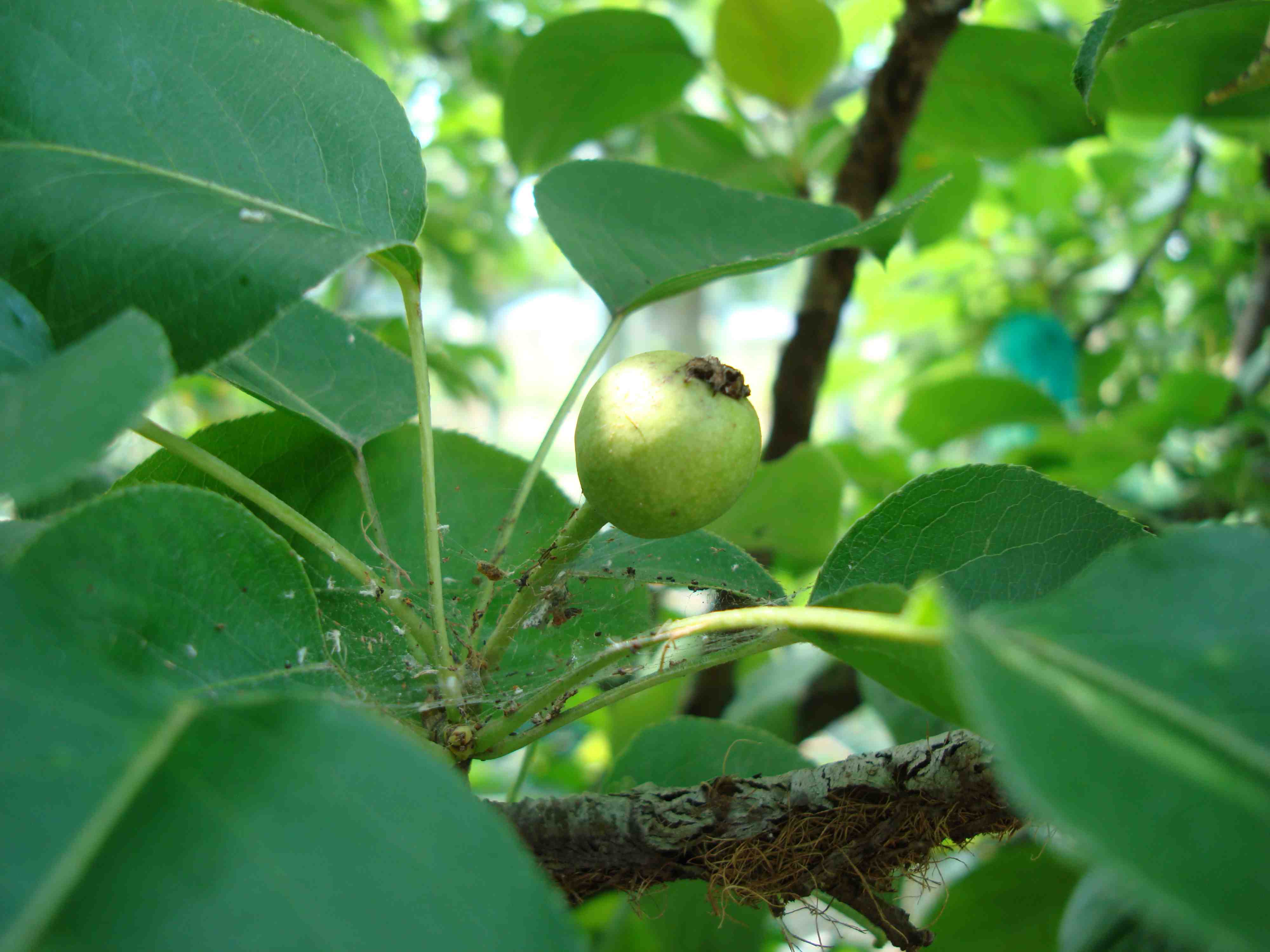 Twentieth Century Pear