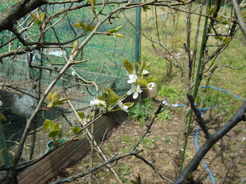 Twentieth Century Pear