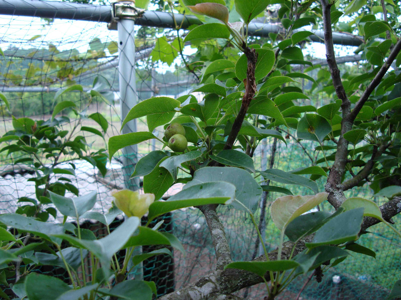 Twentieth Century Pear