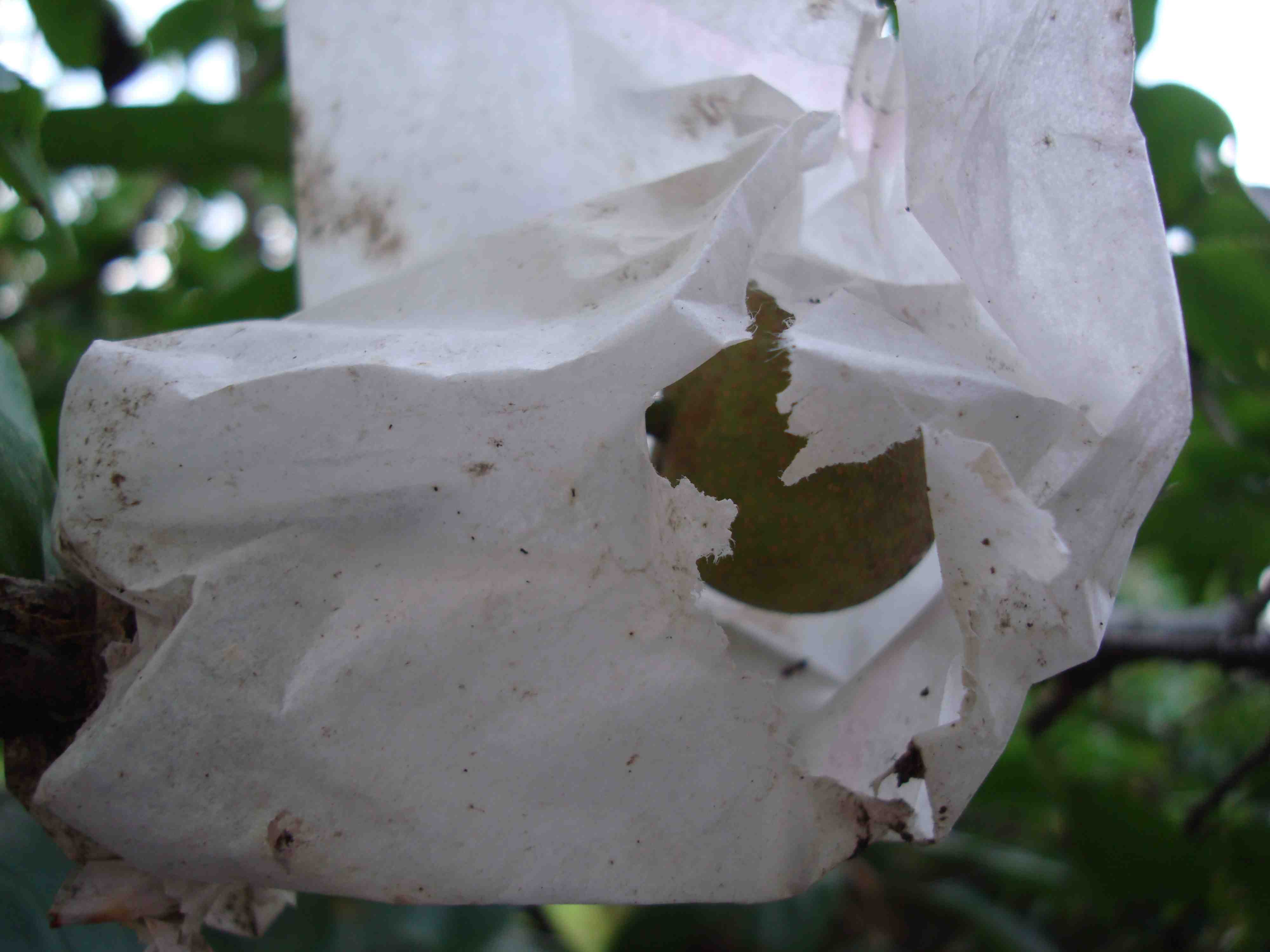 Twentieth Century Pear