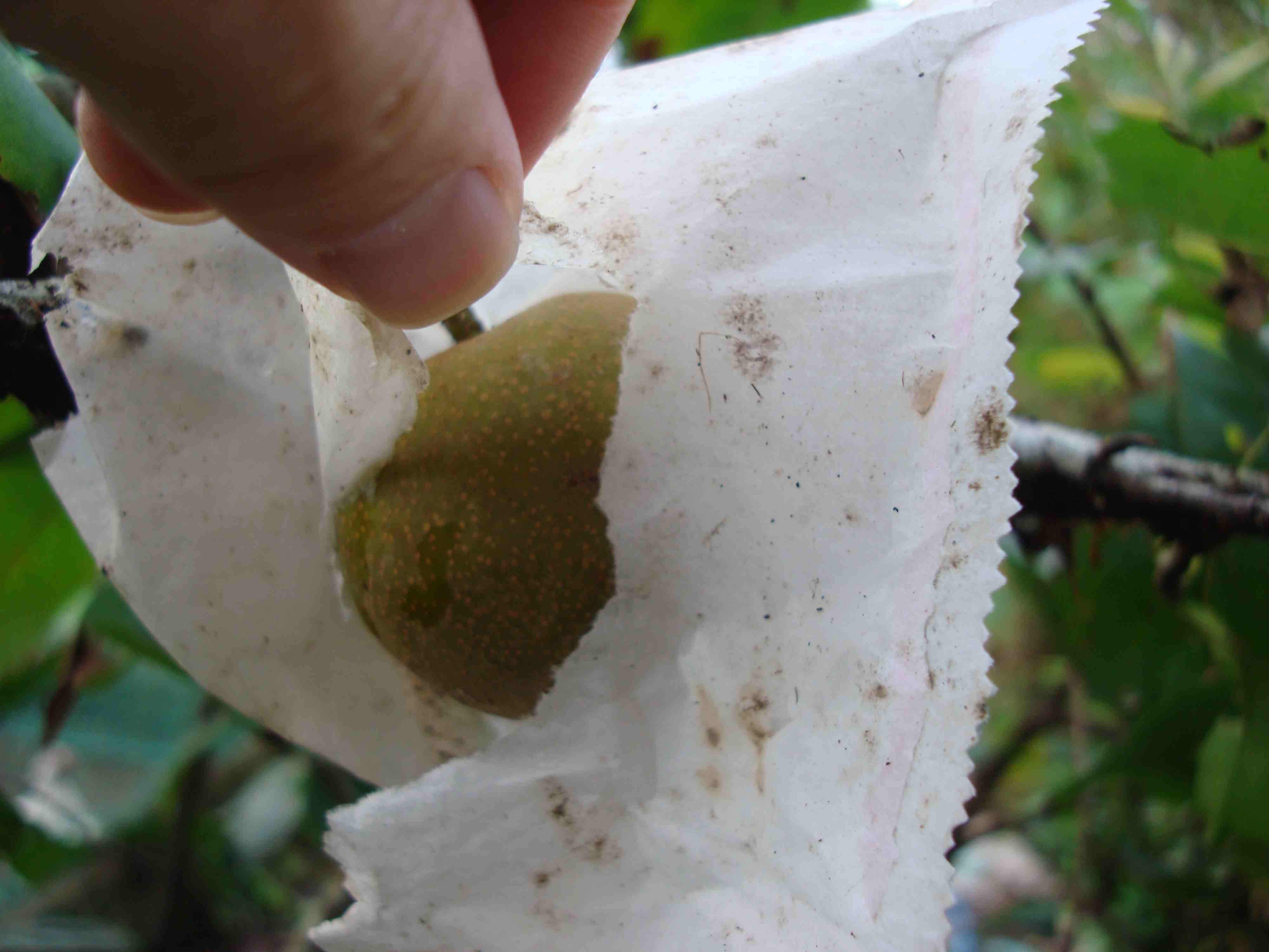 Twentieth Century Pear