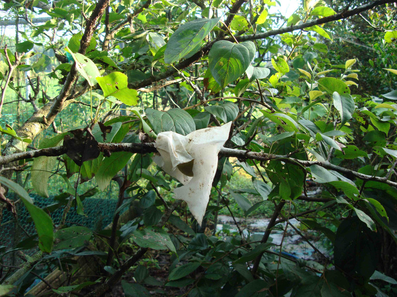 Twentieth Century Pear