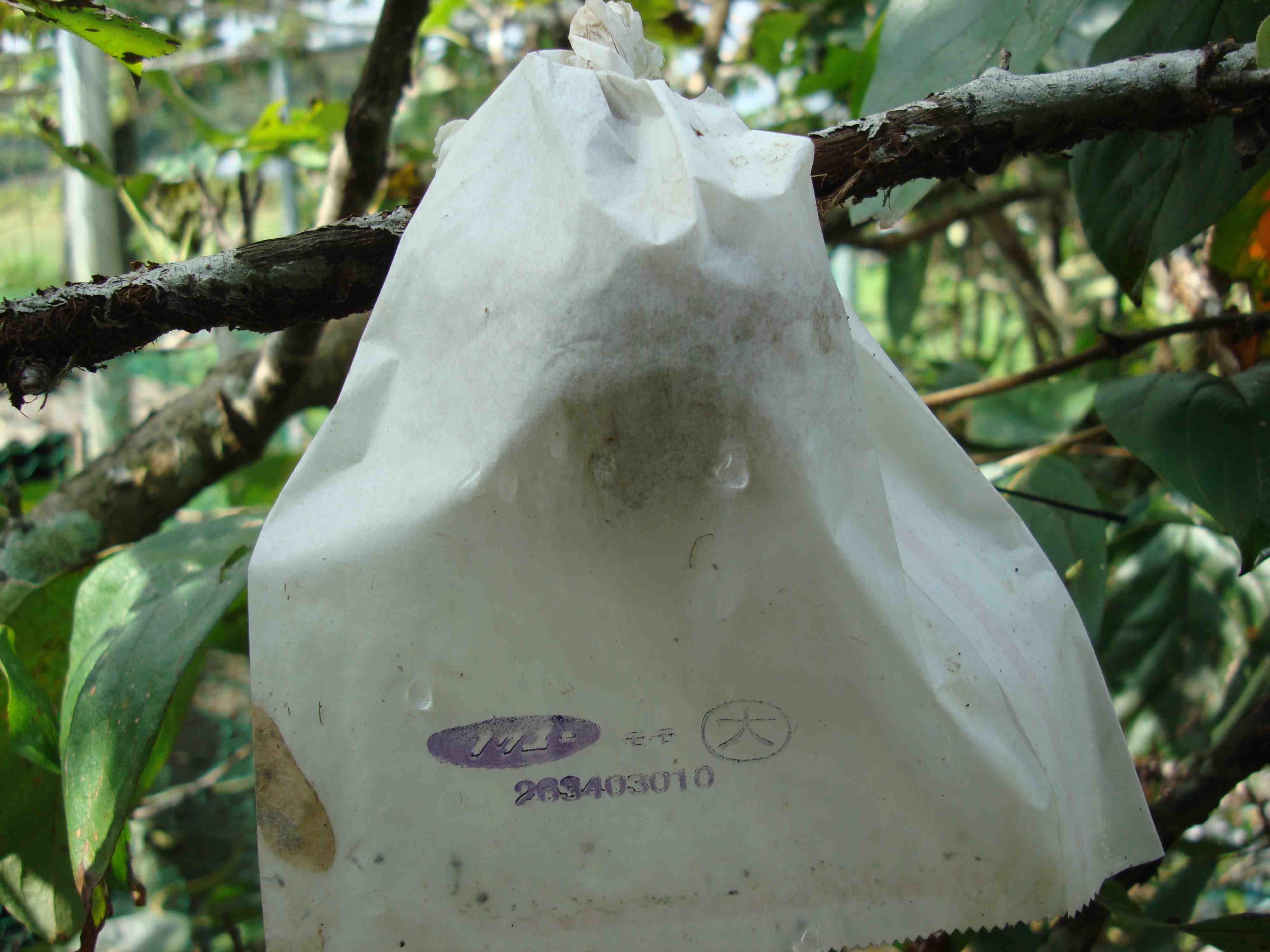 Twentieth Century Pear