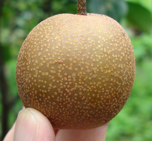 Twentieth Century Pear