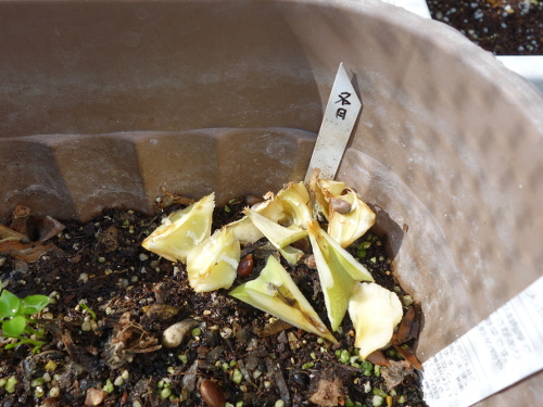 ぐんま名月の種