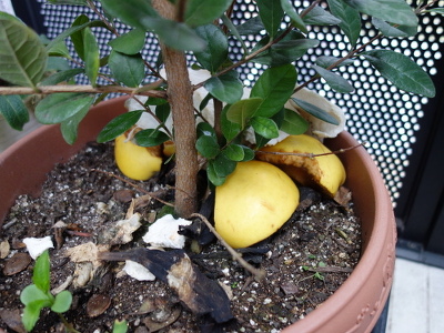 Apple Gunma Meigetsu