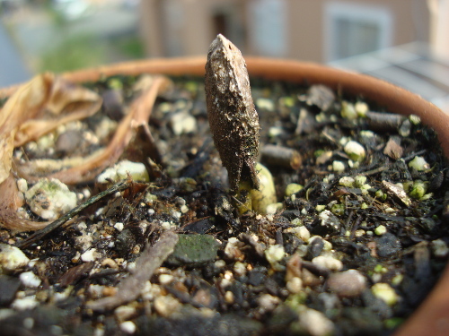 Seedling of big persimmon like Hyakume persimmon