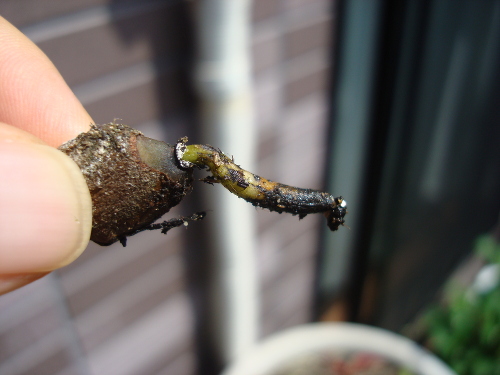 Seedling of big persimmon like Hyakume persimmon