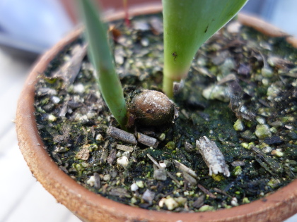 Seedling of big persimmon like Hyakume persimmon