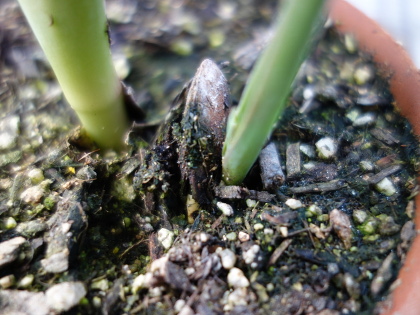 Seedling of big persimmon like Hyakume persimmon