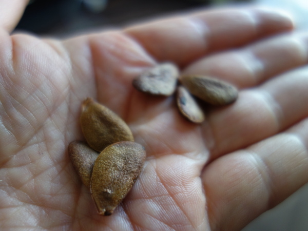 Seedling of big persimmon like Hyakume persimmon