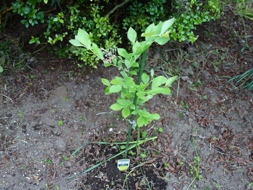 パウダーブルー