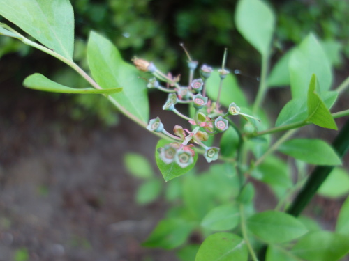 パウダーブルー